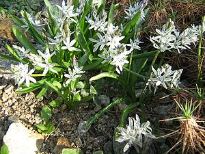 Scilla puschkinoides im botanischen Garten in Bern