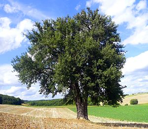 Birnbaum am Lerchenberg – 4,6 Meter Stammumfang in ein Meter Höhe
