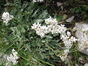 Bittere Schafgarbe (Achillea clavennae)