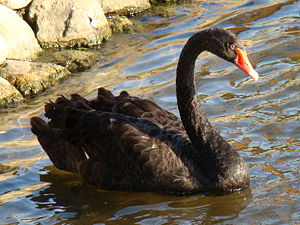 Trauerschwäne (Cygnus atratus)