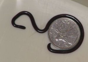 Blindschlange aus Singapur und 24 mm große Münze