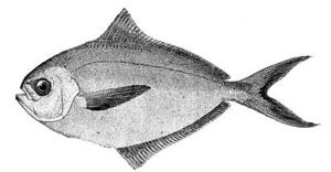 Peprilus triacanthus