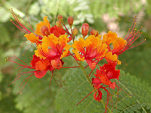 Pfauenstrauch (Caesalpinia pulcherrima), Blütenstand