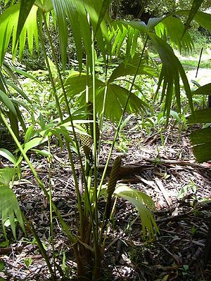 Panamahut-Pflanze (Carludovica palmata), Habitus, Blütenstände und palmenähnliche Fächerblätter.