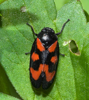 Gemeine Blutzikade (Cercopis vulnerata)