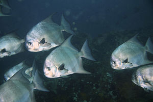 Pazifischer Spatenfisch (Chaetodipterus zonatus)