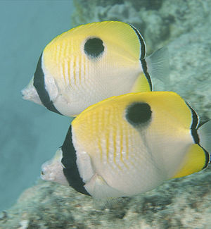 Tränentropfen-Falterfisch (Chaetodon unimaculatus)