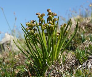Zwergstendel (Chamorchis alpina)