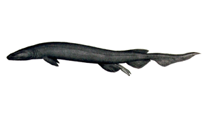 Männlicher Kragenhai (Chlamydoselachus anguineus). Aus Doflein 1906