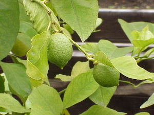 Zitrone (Citrus limon)