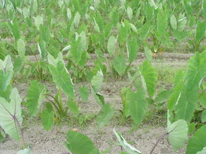 Taro (Colocasia esculenta)