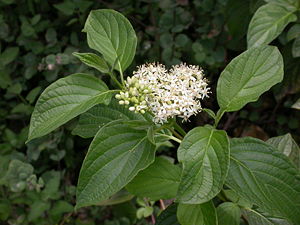 Seidiger Hartriegel (Cornus sericea)