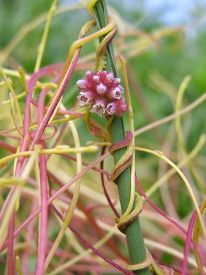 Nessel-Seide (Cuscuta europaea)