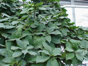 Deherainia smaragdina: Immergrüner Strauch mit grünen, dichogamen, protandrischen Blüten und einfachen Blättern.