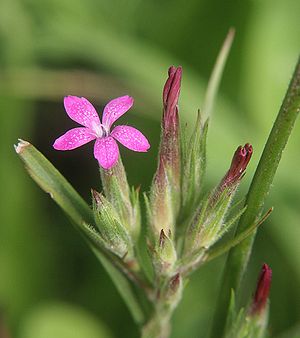 Raue Nelke (Dianthus armeria)