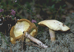 Elfenbeinröhrling (Suillus placidus)