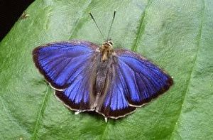 Blauer Eichen-Zipfelfalter (Neozephyrus quercus) ♂