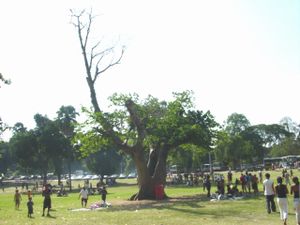 Maulbeer-Feige (Ficus sycomorus)