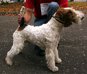 Foxterrier