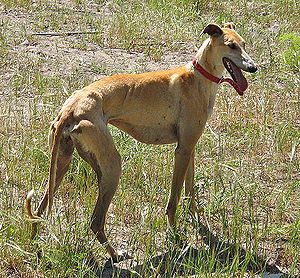 Galgo Español