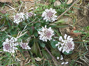 Gebirgs-Hellerkraut (Thlaspi caerulescens ssp. caerulescens)