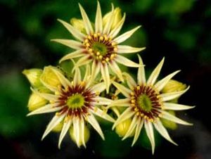 Großblütige Hauswurz (Sempervivum grandiflorum)