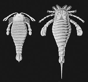 Aus Kunstformen der Natur von Ernst Haeckel