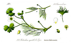Wasserhahnenfuß (Illustration zeigt vermutlich Ranunculus peltatus)
