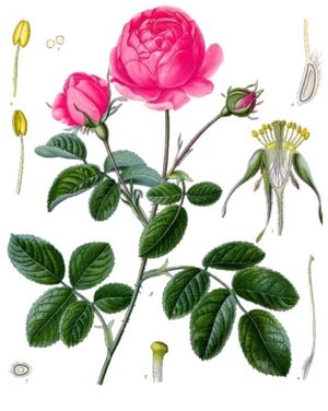 Rosa × centifolia, Zeichnung: Koehler 1887