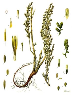 Wurmsamen (Artemisia cina)