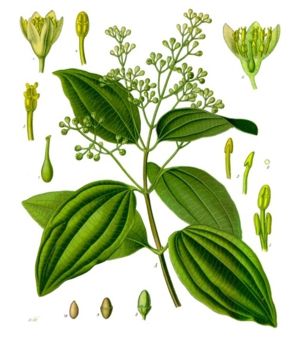 Ceylon-Zimtbaum (Cinnamomum verum), Illustration aus Koehler's Medicinal-Plants 1887.