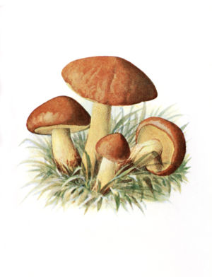 Körnchenröhrling (Suillus granulatus)