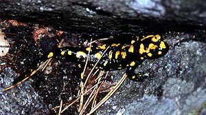Korsischer Feuersalamander (Salamandra corsica)