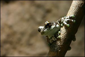 Baumhöhlen-Krötenlaubfrosch (Trachycephalus resinifictrix)