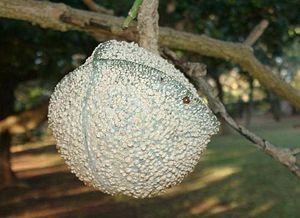 Zierlicher Krötenbaum (Tabernaemontana elegans)