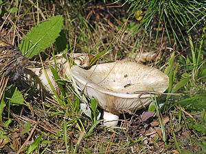 Wolliger Milchling (Lactarius vellereus)