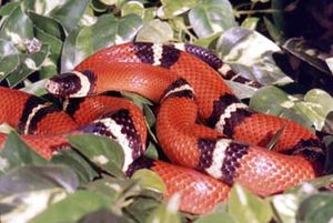 Sinaloa-Dreiecksnatter (Lampropeltis triangulum sinaloae)