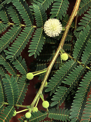 Weißkopfmimose (Leucaena leucocephala), gefiederte Blätter und kugelige Blütenstände.