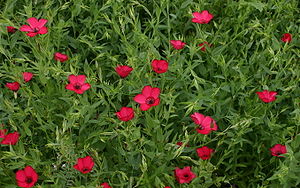 Roter Lein (Linum grandiflorum)
