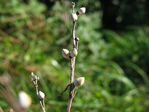 Echter Steinsame (Lithospermum officinale)
