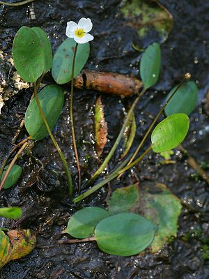 Froschkraut (Luronium natans)