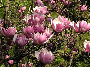 Tulpen-Magnolie (Magnolia × soulangeana)