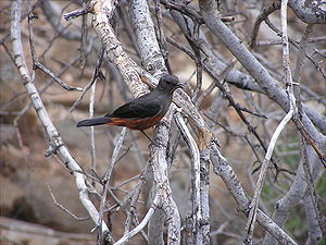 Rotbauchschmätzer (Weibchen) im Pilanesberg-Nationalpark, Südafrika