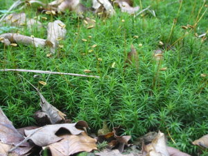 Schönes Widertonmoos (Polytrichum formosum)