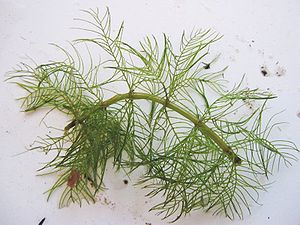 Quirliges Tausendblatt (Myriophyllum verticillatum)