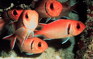 Karibischer Halsband-Soldatenfisch (Myripristis jacobus)