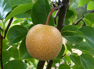 Nashi-Birne (Frucht)