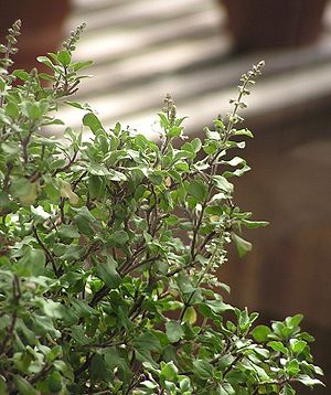 Indisches Basilikum (Ocimum tenuiflorum)