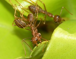 Arbeiterinnen der Afrikanischen Weberameise (Oecophylla longinoda)