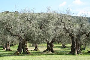 Echte Olivenbäume (Olea europaea ssp. europaea) in Umbrien